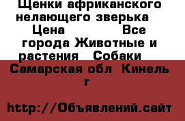 Щенки африканского нелающего зверька  › Цена ­ 35 000 - Все города Животные и растения » Собаки   . Самарская обл.,Кинель г.